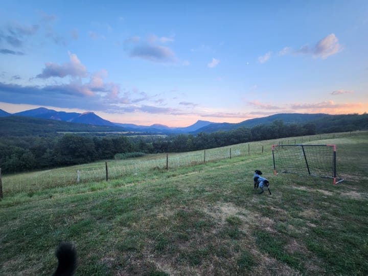 Les animaux dans le ferme