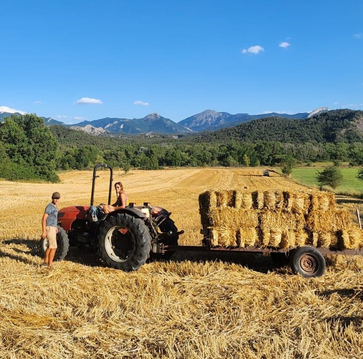 Les animaux dans le ferme