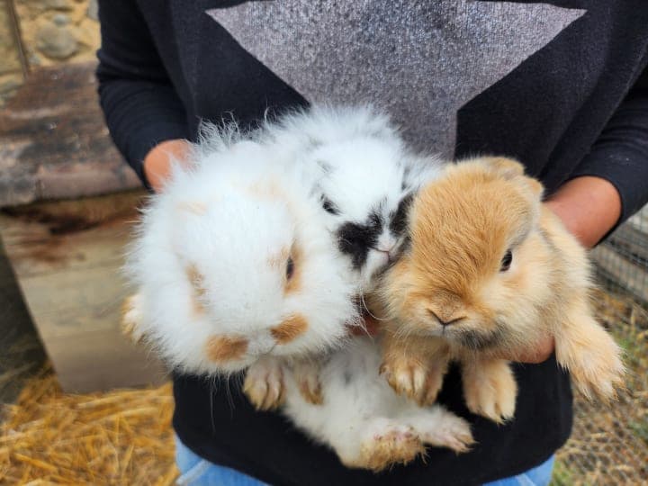 Les animaux dans le ferme