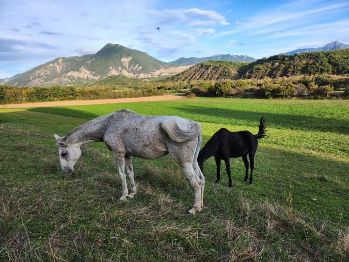 Les animaux dans le ferme