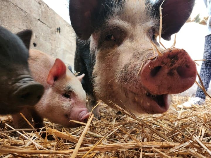 Les animaux dans le ferme