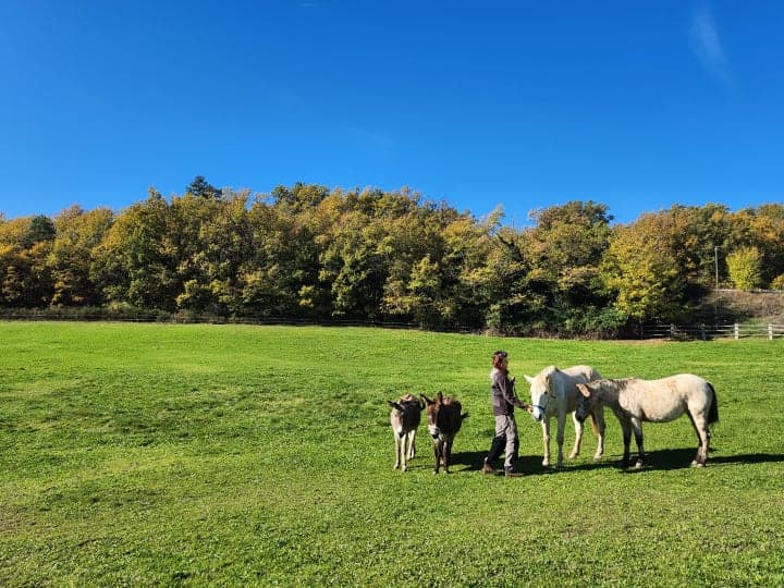 Les animaux dans le ferme