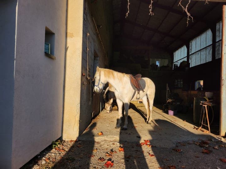 Les animaux dans le ferme