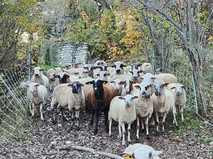 Les animaux dans le ferme
