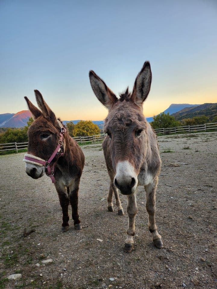 Les animaux dans le ferme